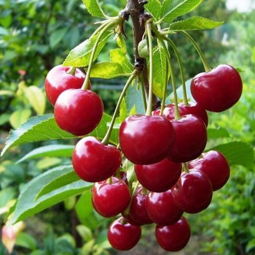 Prunus cerasus 'Studencheskaja' - Hapu kirsipuu 'Studencheskaja' C6/6L Prunus cerasus 'Studencheskaja' - Hapu kirsipuu 'Studencheskaja' C6/6L